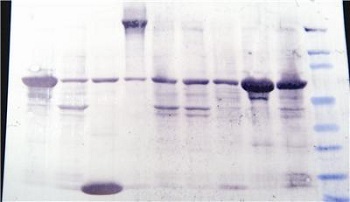 protein detection