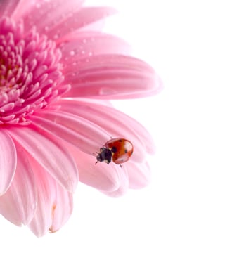 Ladybug Flower.jpg