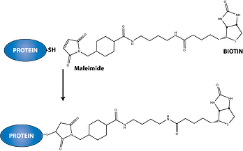 Maleimide conjugation