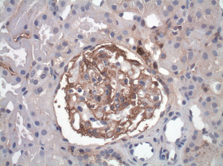 Non-Radioactive Assays for Cell Toxicity and Cell Proliferation Determination