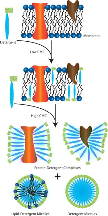 Schematic showing stages of protein solubilization with a detergent