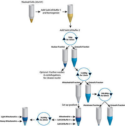 The use of differential centrifugation to enrich nuclear, membrane, cytosolic and mitochondrial fractions