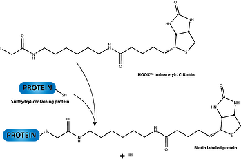 Iodoacetyl coupling reaction