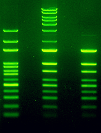 LabSafe Nucelic Acid Stain