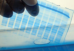 A Coomassie Stained Protein Gel