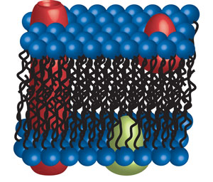 Membrane Fluid Mosaic Model
