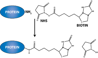 NHS Biotin conjugation