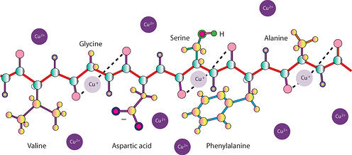 Interaction of copper with protein backbone