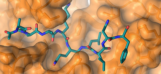 protease detection, detect proteases, protease assays