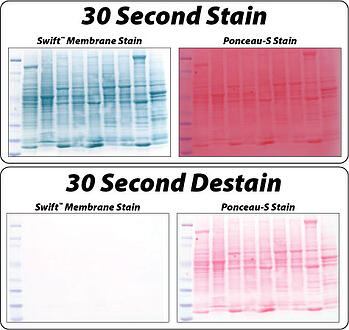 Swift Membrane Stain offers higher sensitivity compared to Ponceau S
