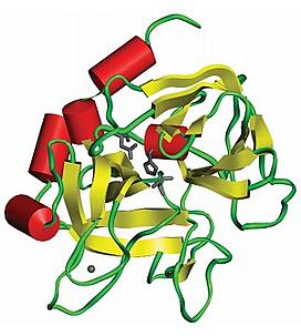 protein cross linking