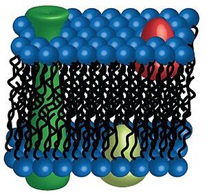 protein solubilization, protein research