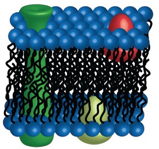 Uncovering the Role of Detergents in Protein Solubilization