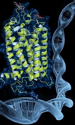 protein research, molecular biology, protein extraction, dna extraction