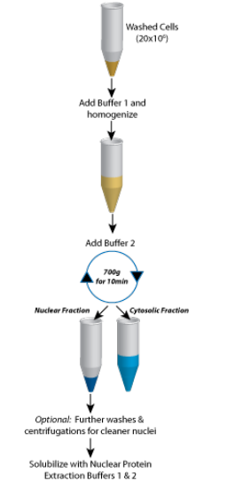 Protein Fractionation: Techniques for Isolating Proteins of Interest