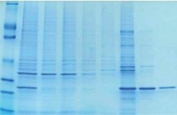 Recombinant Proteins