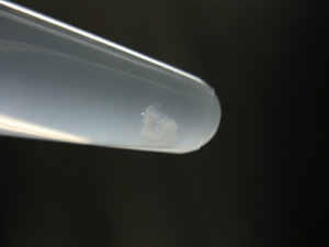 genomic DNA extraction protocol