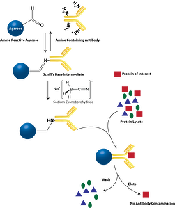 Direct Immunoprecipitations