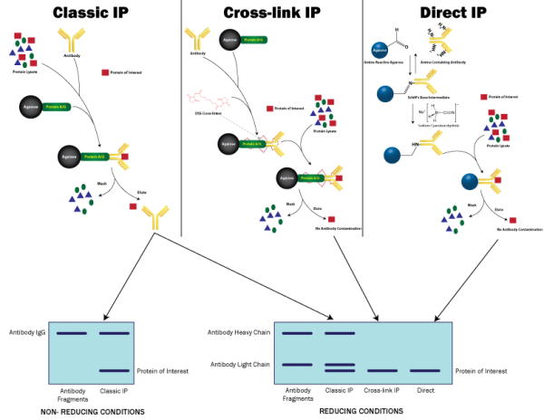 Comparison of Immunoprecipitation Techniques