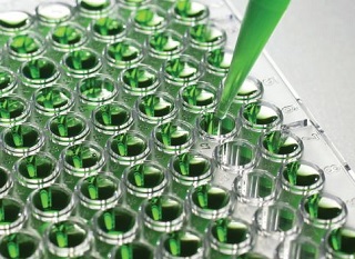assay development, protein estimation