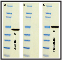 Stripping Membranes: A Great Addition to Western Blot Protocols