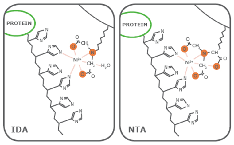 What You Need to Know About NTA and IDA Ligands