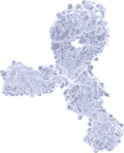 Polyclonal Antibody: Advantage over Monoclonals?