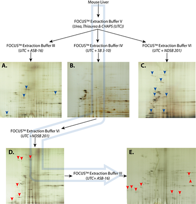 Variations in the solubilization agent identifies new proteins