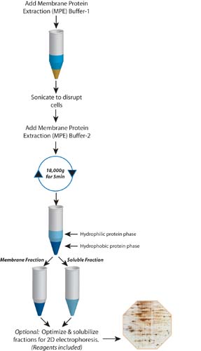 How to isolate membrane proteins for 2D protein electrophoresis?