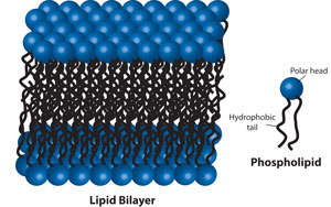 A Lipid Bilayer and Phospholipid