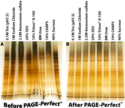 PAGE-Perfect eliminates protein electrophoresis interfering agents