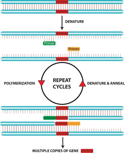 Using Polymerase Chain Reaction to Identify Different Strains of an Organism