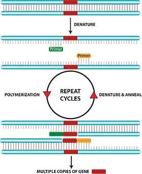 PCR scheme, molecular biology, polymerase chain reaction, PCR