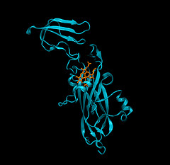 How to protect proteins during protein extraction