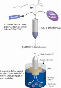 Using Carrier Proteins for Successful Antibody Production