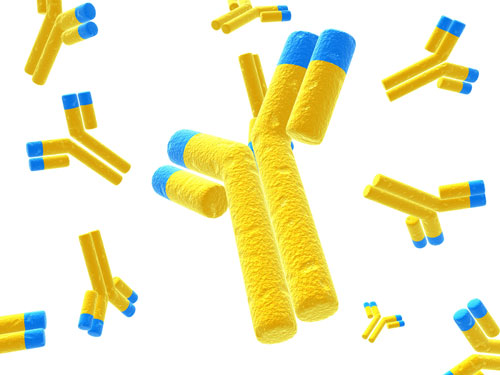 How to generate an antibody affinity column for protein purification?