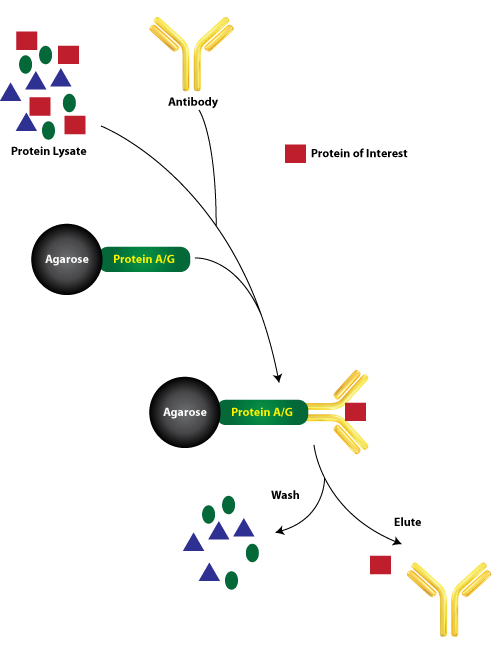 Protein Immunoprecipitations: Which method to use?