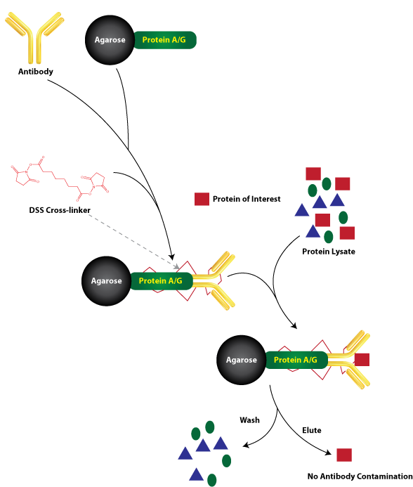 Protein Immunoprecipitations: Which method to use?