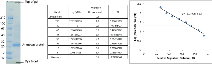 Determining Protein Molecular Weight with SDS-PAGE: An Overview of the Process