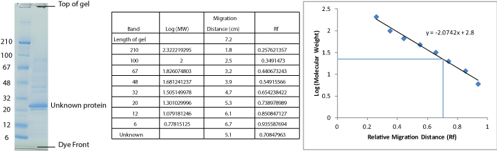 determining-protein-molecular-weight-with-sds-page-an-overview-of-the