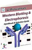 Western Blot Handbook
