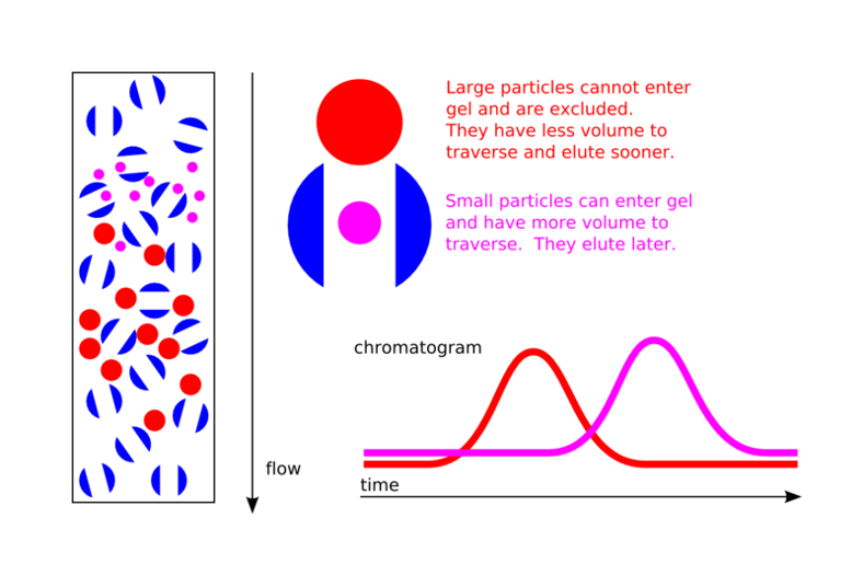 Gel Filtration and Its Role in Desalting and Buffer Exchange