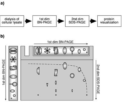 Blue Native Polyacrylamide Gel Electrophoresis: A simple tool for characterization of Protein Complexes