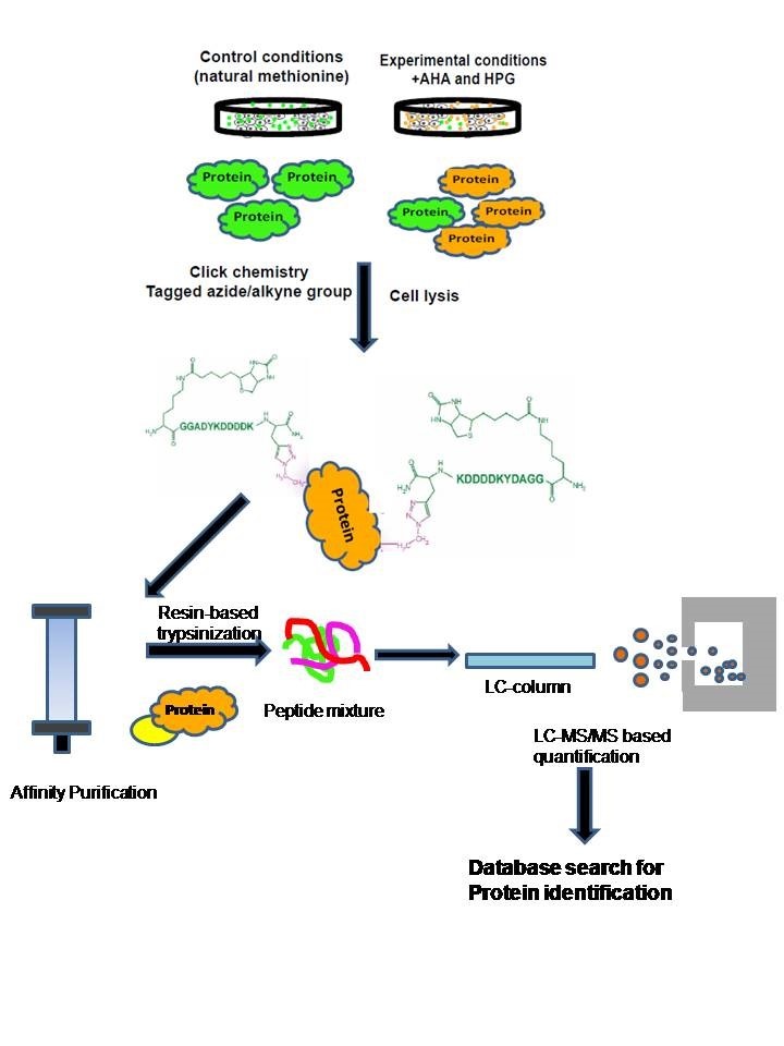 BONCAT (Bioorthogonal Non-canonical Amino Acid Tagging): a method to ...