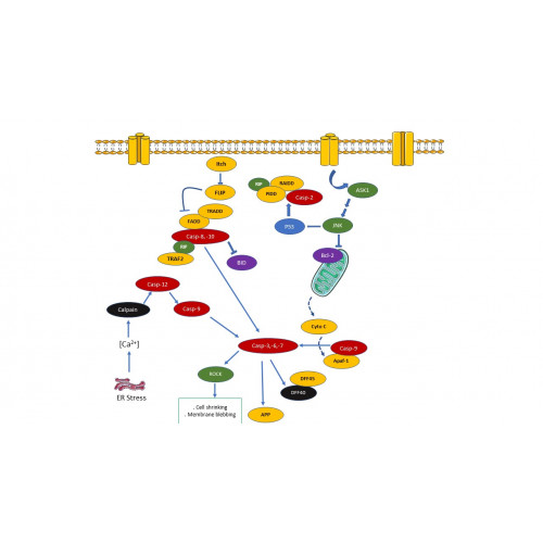 Flow Cytometry and it's Role in Understanding Cancer