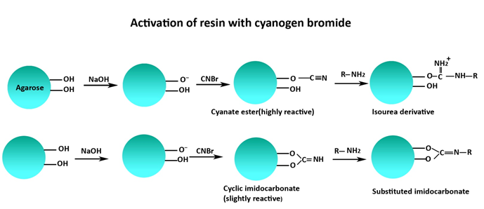 CNBr-activated resin to immobilize ligands for affinity chromatography