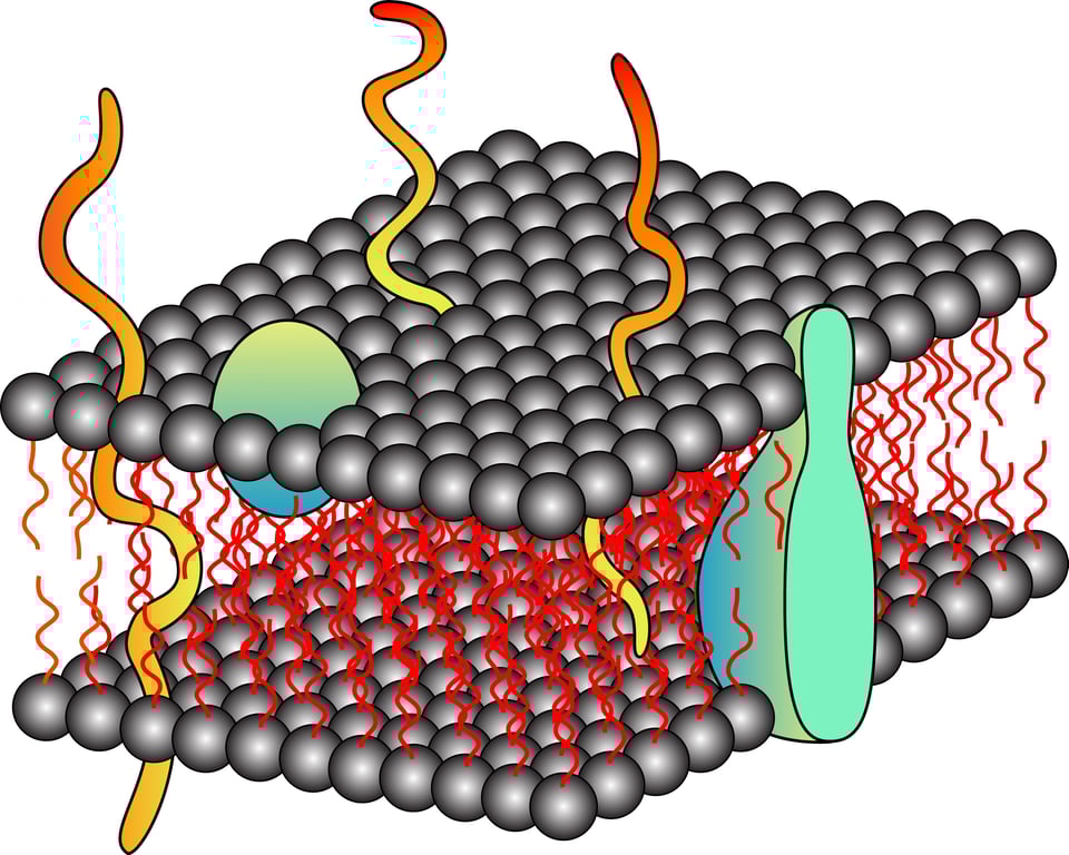 How to extract biologically active proteins from the cells and tissue of organisms using
