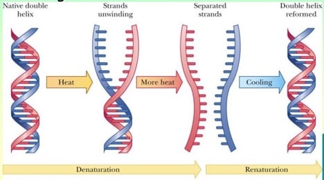 The Top Methods for DNA Denaturation