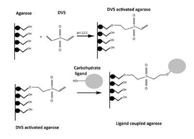 Coupling of ligands for carbohydrate affinity chromatography