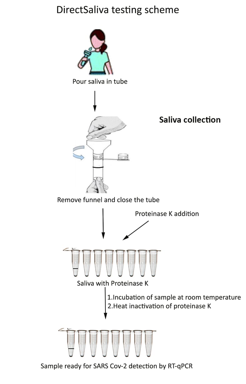 Why Are You Scratching My Brain?  Rapid, Extraction Free SARS CoV-2 Testing from Saliva